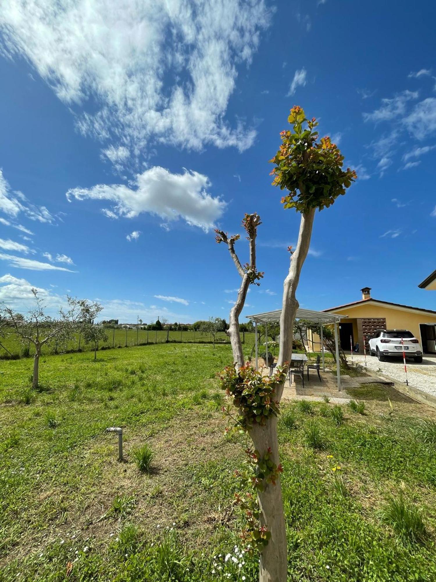 Lemon Villa Camaiore
